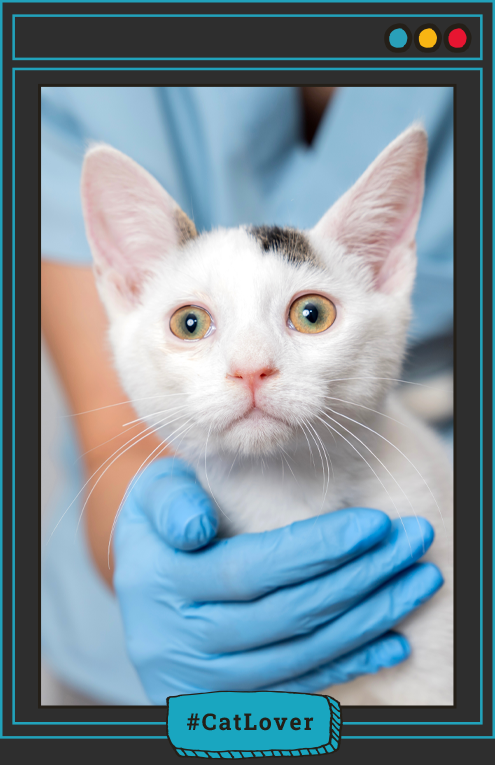  qué es el moquillo en gatos
